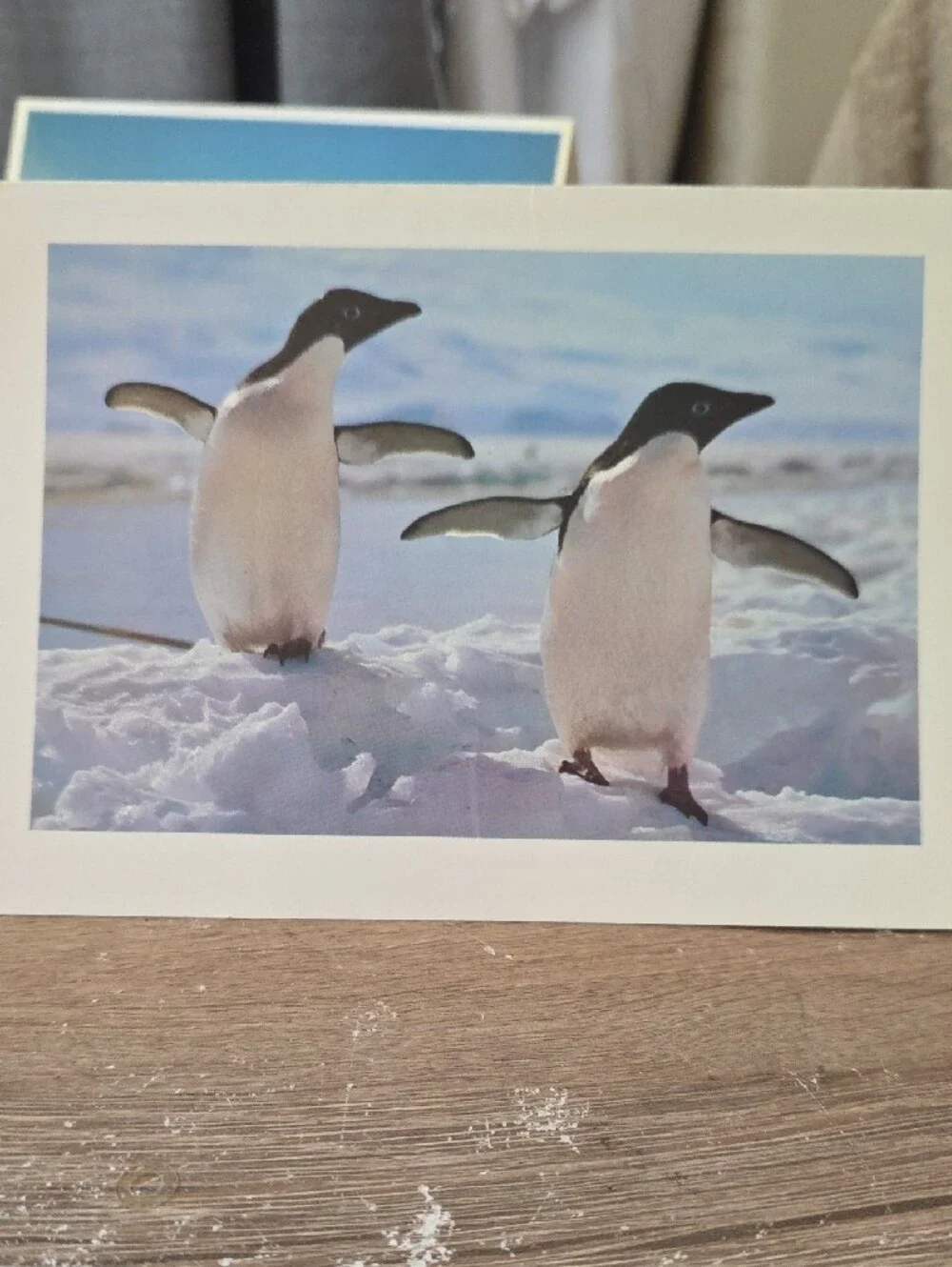 Penguin Photo Folded Greeting Cards Set - Blue Colorway